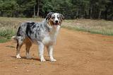 BERGER AUSTRALIEN 745